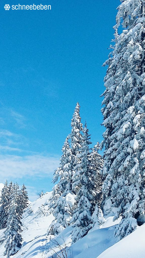 Bäume Winter Wonderland Verschneit Schneebeben